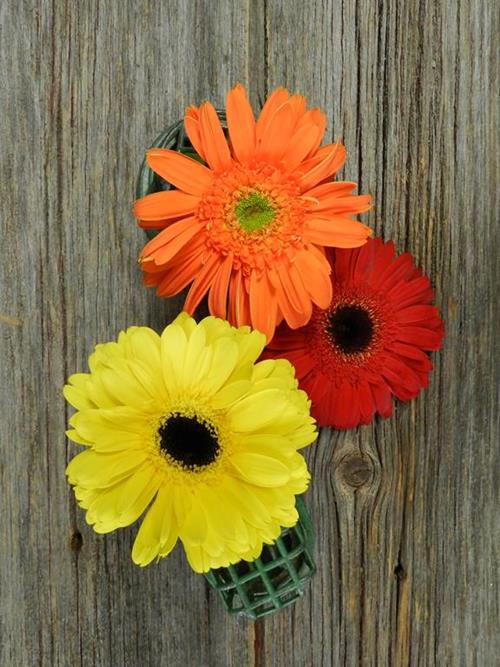 GERBERAS